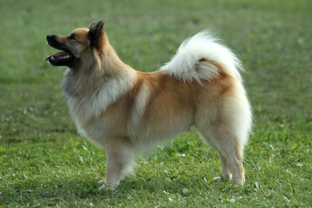 Icelandic sheepdog