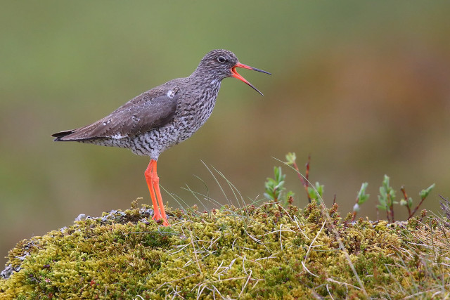 Common Redshank